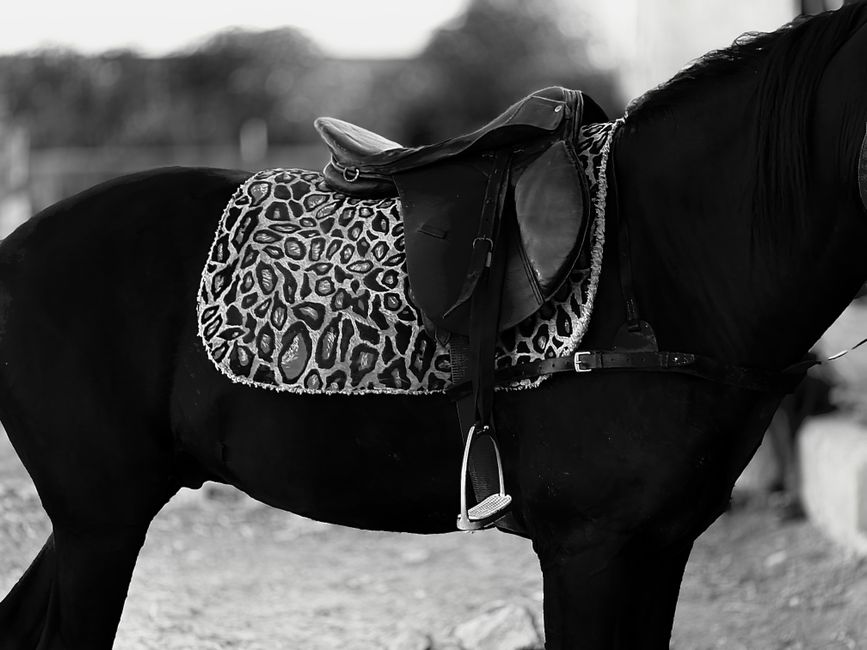 Décorez votre intérieur avec style : tout savoir sur le poster cheval